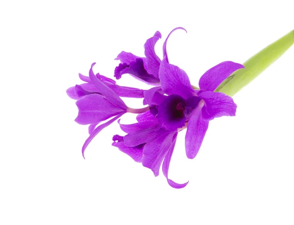 Beautiful purple orchid isolated on white background — Stock Photo, Image