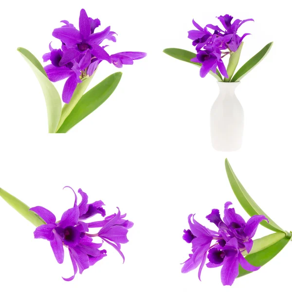 Beautiful purple orchid set  isolated on white background — Stock Photo, Image