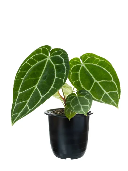 Anthurium Clarinervium Plant Exotisch Hart Verlaten Decoratie Huis Plant Zwarte — Stockfoto