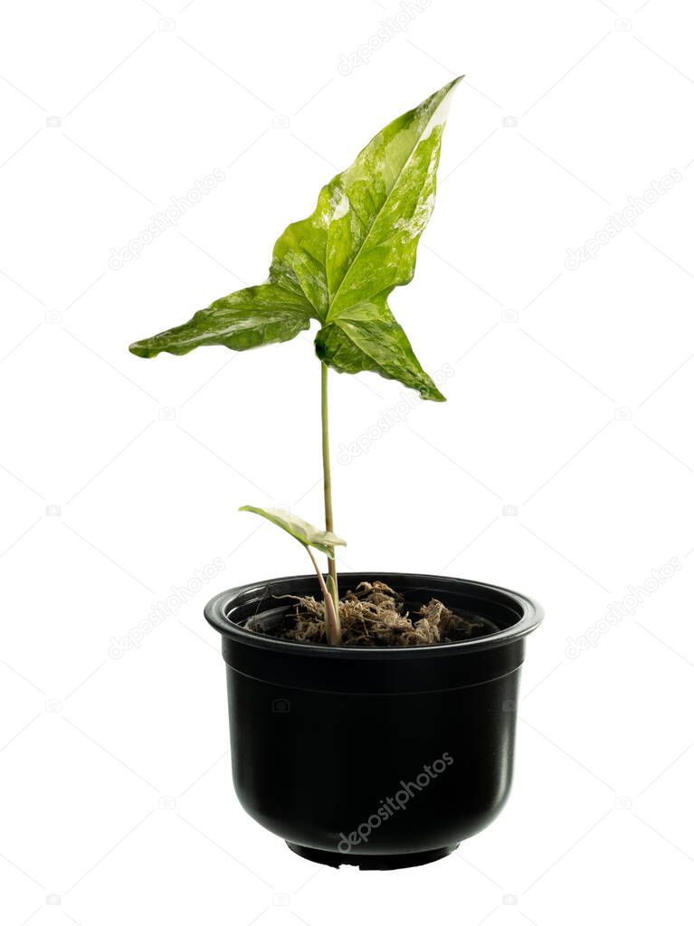 Syngonium podophyllum Variegeted in black pot isolated on white with clipping pth,Air purification trees / Variegeted plants 
