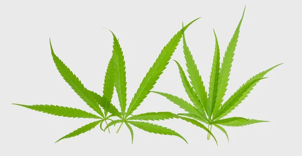 Frische Cannabis Marihuana Grüne Blätter Isoliert Auf Weißem Hintergrund Mit — Stockfoto