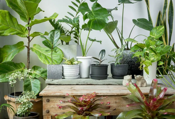 Berbagai Tanaman Rumah Hijau Daun Alami Memurnikan Udara Dengan Monstera — Stok Foto