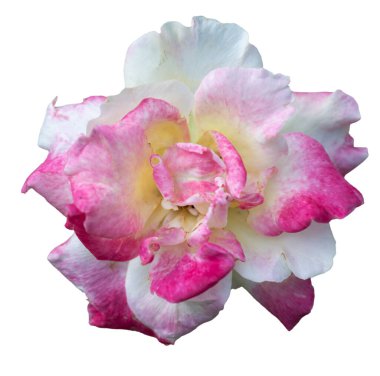 Güzel düşen gül renginde pastel yaprak beyaz renkte kırpma yolu ile izole edilmiş.