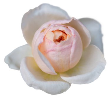 Güzel, sarı, pembe, pastel bir taç yaprağı. Kırpılmış beyaz bir taç yaprağı.