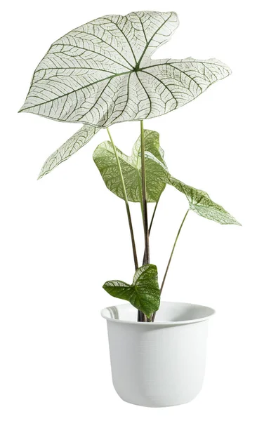Красивый Каладиум Биколор Вент Araceae Ангел Крыльев Комнатные Растения Современном — стоковое фото