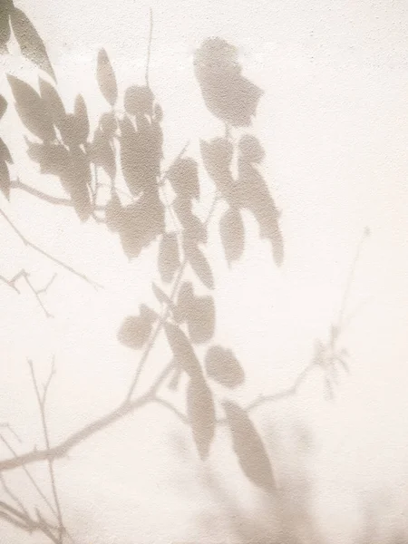 Shdow Róża Drzewo Liść Kwiat Teksturowany Minimalizm Tło Dla Makiety — Zdjęcie stockowe