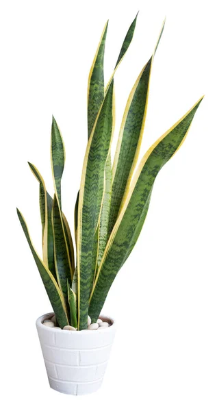 Slangenplant Sansevieria Lucht Zuiveren Boom Witte Bloempot Geïsoleerd Wit Met — Stockfoto