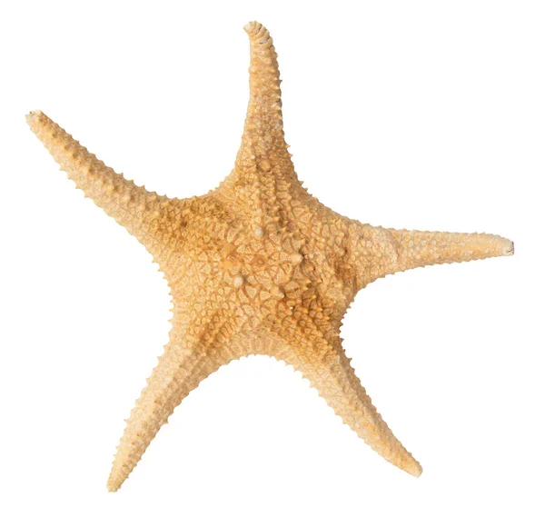 Морские Звезды Изолированные Белом Вырезанием Пути — стоковое фото