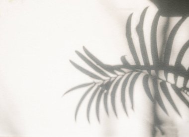 Gölge palmiye yaprağı modelleme için minimalizm arkaplan çimento arka planı desenli