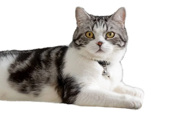 Красивая Кошка Красивое Лицо Сидеть Полу Изолировать Белом Фоне — стоковое фото