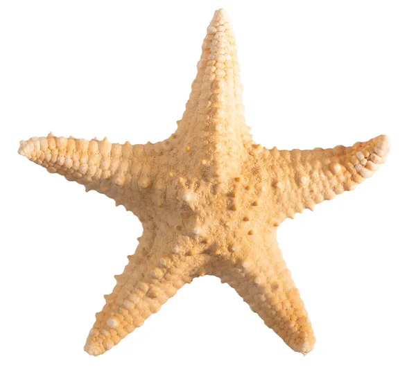 海贝壳海星顶部视图 白色背景 有剪切路径 — 图库照片
