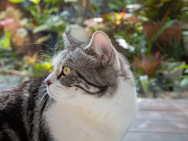 Retrato Bonito Gato Sentar Sala Estar Olhando Jardim Fora Através — Fotografia de Stock