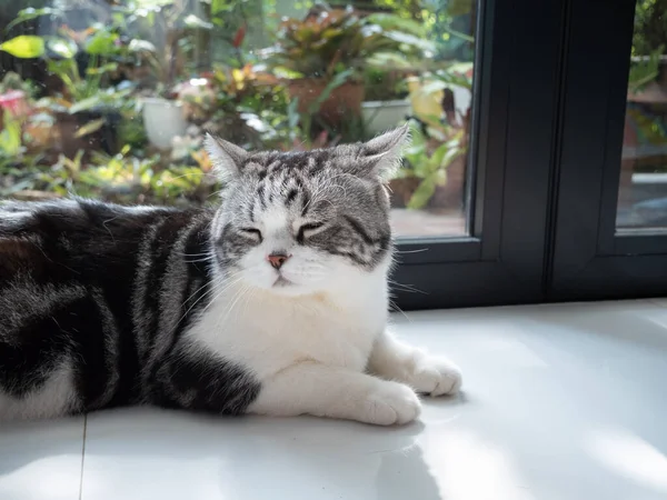 Portrét Roztomilé Kočka Spát Obývacím Pokoji Zahradou Venku Oknem Dopoledních — Stock fotografie