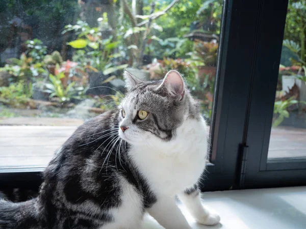 Portrét Roztomilé Kočka Sedět Obývacím Pokoji Hledá Zahradu Ven Oknem — Stock fotografie