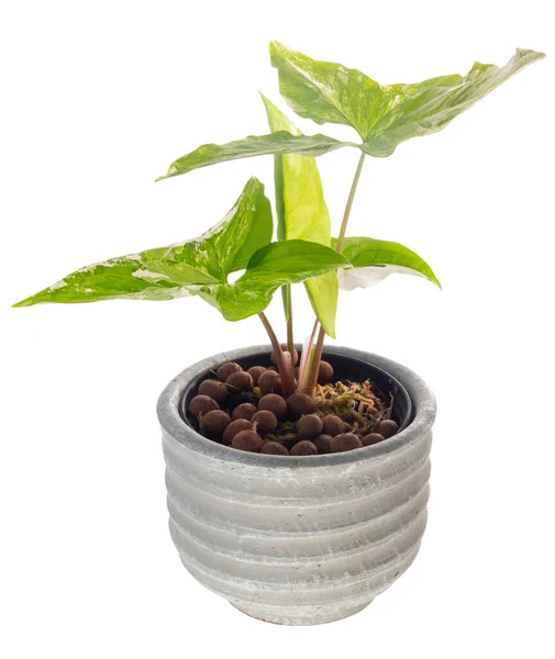 Syngonium Podophyllum Variegeted Cement Pot Isolated White Clipping Path Árboles — Foto de Stock