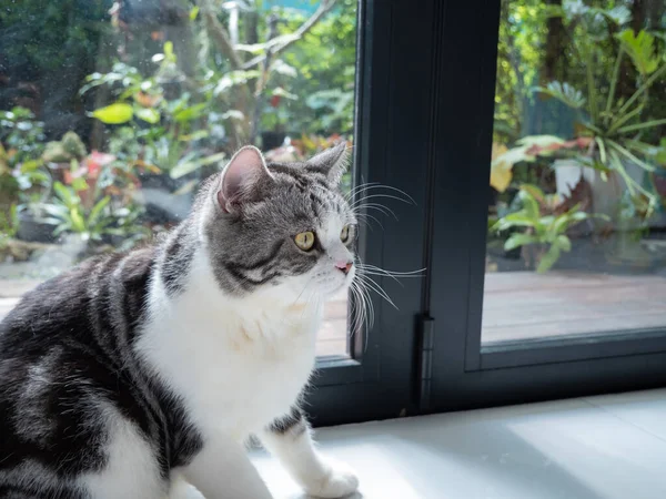 Portrét Roztomilé Kočka Sedět Obývacím Pokoji Hledá Zahradu Ven Oknem Stock Fotografie