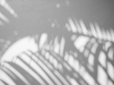 Gölge palmiye yaprağı modelleme için minimalizm arkaplanı desenli