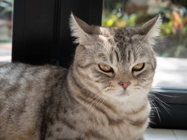 Güzel bir kedi portresi oturma odasında oturur ve sabahları pencereden bahçeye bakar.