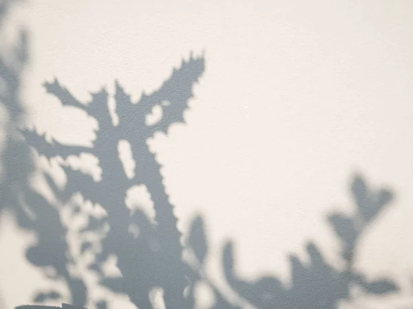 Shadow Cactus Plant Leaf Textured Minimalism Backdrop Cemment Background Mock — Stock Photo, Image