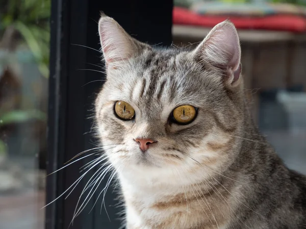 Portrét Roztomilé Kočka Sedět Obývacím Pokoji Hledá Zahradu Ven Oknem — Stock fotografie