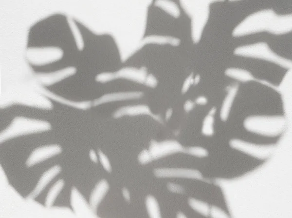 Shadow Monstera Оставляет Комнатные Растения Заднем Плане Макет Стоковое Фото