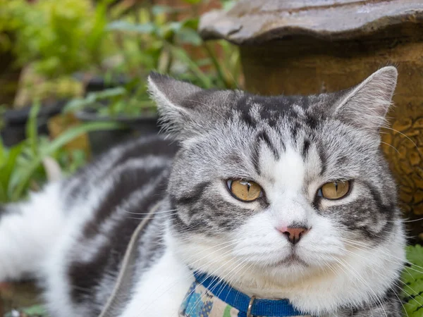 Lindo Gato Feliz Gatito Relajante Jardín Aire Libre Casa Imagen De Stock