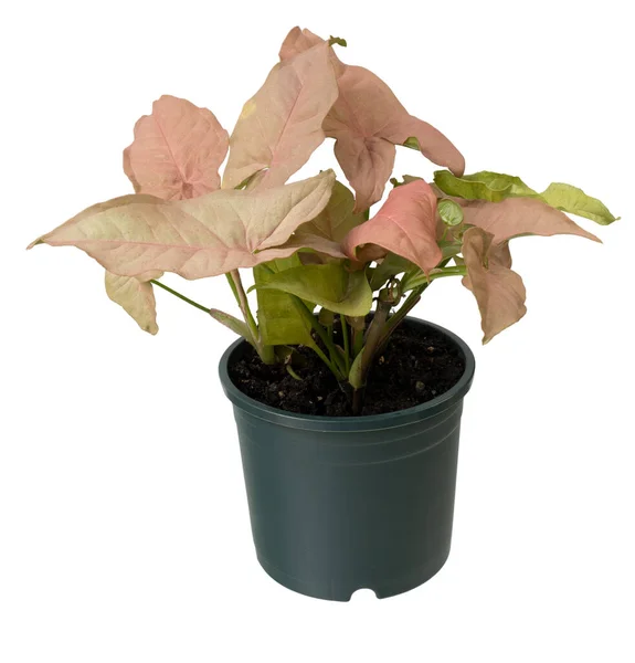 Розовое Домашнее Растение Syngonium Podophyllum Зеленом Горшке Изолированное Белом Обрезанием Лицензионные Стоковые Фото