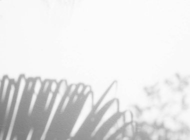 Gölge palmiye yaprağı modelleme için minimalizm arkaplanı desenli