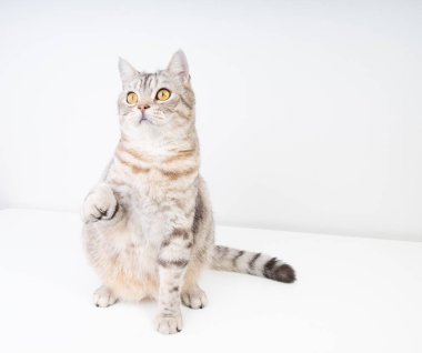 Şirin kedi ayağa kalk ve güzel sarı gözlerle dışarı bak.