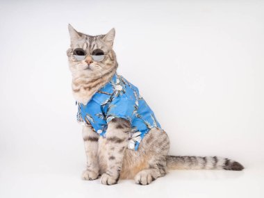 Yakışıklı kedi güneş gözlüğü takıyor ve mavi gömlekli beyaz zeminde yaz tatiline hazır oturuyor. 