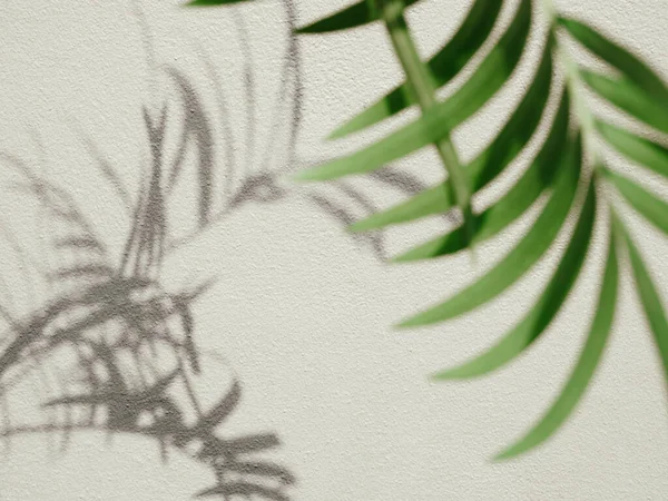 影の植物の葉テクスチャミニマリズム背景モックアップのためのセメントの背景 — ストック写真