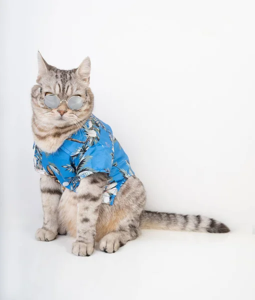 Handsome Cat Wear Sunglasses Blue Shirt Sit White Floor Ready — 스톡 사진