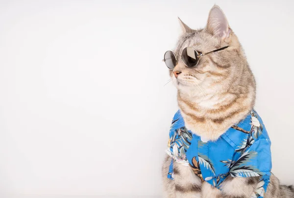 Hezká Kočka Nosit Sluneční Brýle Modré Tričko Sedět Bílém Pozadí — Stock fotografie