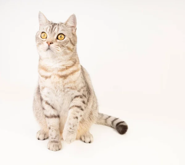 Cute Cat Sit Floor Looking Beautiful Yellow Eyes — Fotografia de Stock