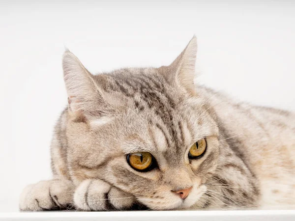 Cute Cat Lay White Floor Thinking Looking Beautiful Yellow Eyes — Foto de Stock