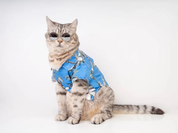 Красивый Кот Носить Солнцезащитные Очки Синяя Рубашка Сидеть Белом Полу — стоковое фото