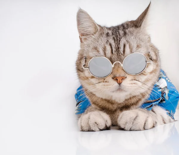 Snygg Katt Bära Solglasögon Och Blå Skjorta Sitta Vitt Golv — Stockfoto