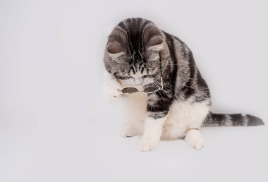 Yakışıklı kedi güneş gözlüğü takıyor beyaz zeminde yaz tatiline hazır otur. 