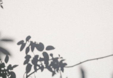 Shdow gülü yaprağı maket için minimalizm arkaplanı desenli