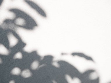 Gölge bitki yaprağı modelleme için minimalizm arkaplanını biçimlendirdi