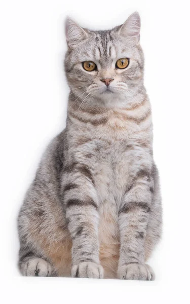 Красивая Кошка Красивое Лицо Сидеть Полу Белом Фоне — стоковое фото
