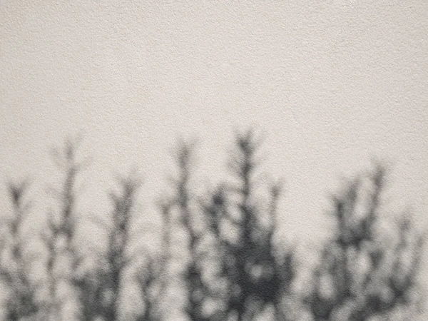 Abstrakte Natur Der Rosmarinblätter Schatten Und Verschwommenen Hintergrund Reflektieren Über — Stockfoto