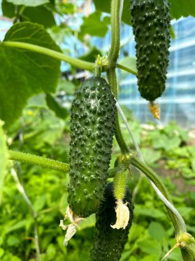 Bir seranın içinde salatalık yetişiyor. Salatalık ekmek, yetiştirmek ve hasat etmek. Salatalık fidanlı yataklar. Dikey salatalık ekimi. Organik gıda yetiştiriyor..