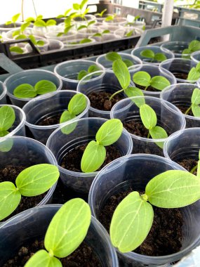 Sera salatalığının büyümesi ve çiçek açması. Salatalık ekmek, yetiştirmek ve hasat etmek. Dikey salatalık ekimi. Organik gıda yetiştiriyor..