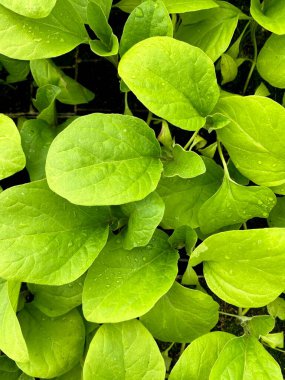 Patlıcan tohumları yakın plan. Tohumlardan yetişen patlıcan filizleri. Sağlıklı beslenmek için sebze bahçesine yeni ekilmiş tohumlar.