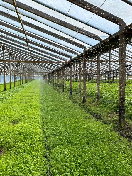 Tarım serasının içinde. Sera sulama sistemi devrede.