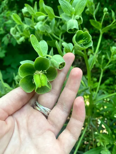 Primer Plano Una Hoja Verde Persona Que Sostiene Trébol Siete —  Fotos de Stock