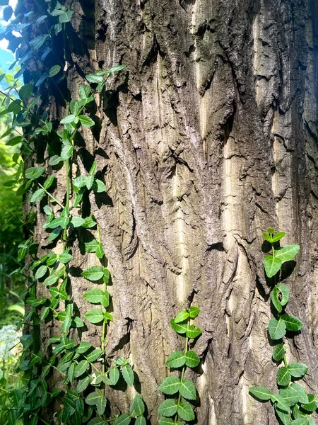 莫斯科大学 Aptekarskyi Ogorod 植物园树皮上生长的绿色常春藤 — 图库照片