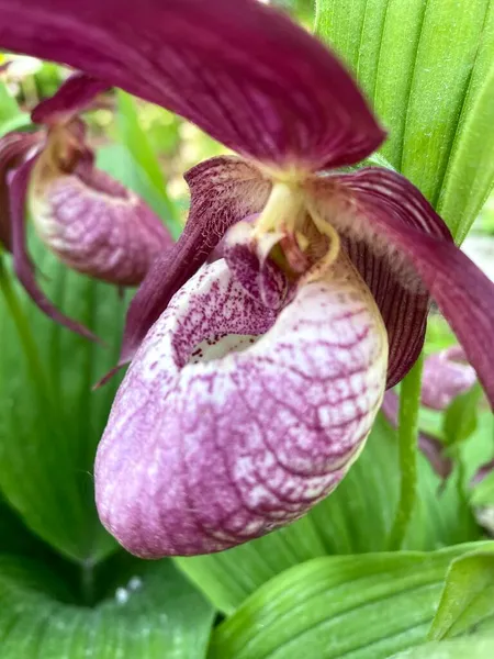 Fiori Cypripedium Calceolus Fioritura Primaverile Nel Giardino Botanico Dell Università — Foto Stock