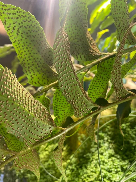 Lindas Folhas Samambaia Jardim Cyritomium Falcatum Esporos Face Inferior Das — Fotografia de Stock